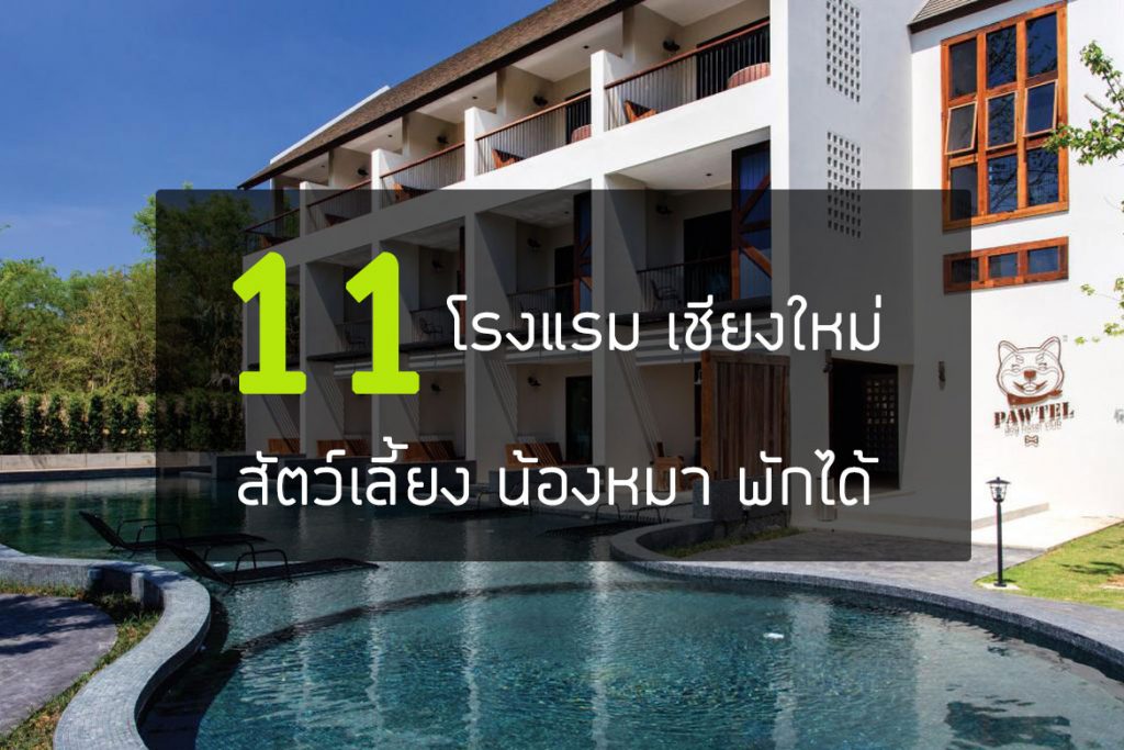 11 โรงแรมที่พัก น้องหมา สุนัข สัตว์เลี้ยงพักได้ เชียงใหม่  CM expert